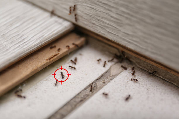 Best Wasp Removal Services  in Gaylord, MI